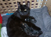 Bombay 8 months female cat