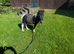 Minature shetland colt for sale
