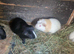 Adult guinea pigs