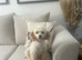 Toy poodle female