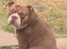 beautiful dogs