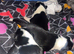 4 border collie pups