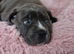 Cane corso puppy