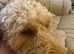Beautiful Red Cockapoo Girl Rosie - 16 Months Old