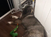 Caucasian shepherd