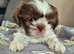 Shih tzus