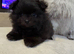 Beautiful Pomeranian pups!