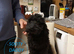 Poodle puppy