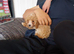 Cockapoo