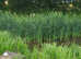 Pond plants