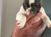 STUNNING PIED FRENCH BULLDOG MALE