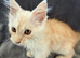Maine coon 3/4 Cross Kittens