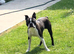 WELL-MARKED BOSTON TERRIER FOR STUD DUTIES