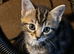 4 beautiful kittens are looking for there forever homes