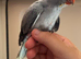 Baby Indian ring neck