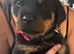 Gorgeous Rottweiler pups