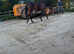 ROR Eligible/ mother daughter share/ Event prospect