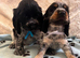 Stunning show type cocker spaniel puppies