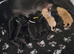 Kc labrador-retriever pups
