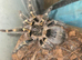 Grammostola pulchripes Tarantula - Chaco Golden Knee