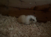 1 cute boy available now