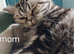 Kitten looking for new home.