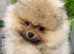 Pomeranian KC Registered Teddy Bear Boys – Cream Sable & Wolf Sable