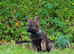 German Shepherd Puppies for sale!!