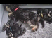 Miniature schnauzer puppy