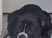Sad Rehome