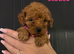 Beautiful 4th generation Red Minature Poodle Pups
