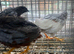 Chinese painted quail