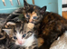 Kittens for sale
