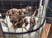 Jack Russell Puppies