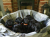 WORKING BLACK LABRADOR PUPPIES-DRAKESHEAD LINE