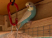 Baby aviary bred budgies