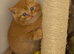 British Shorthair Kittens