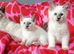 Ragdoll x kittens