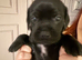 Lab mum frug dad ( French's x pug )
