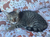 Loui male cat