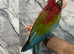 Friendly Baby Handreared Super Tame Cuddly Greenwing Macaw Parrot,9