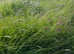 Hay For Sale Surplus To Requirements This Year  June 24