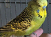 Hand tamed budgie