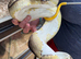 Mixed snakes