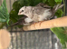 Bengali Finches