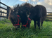 Pair of miniature Mediterranean colts