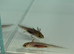 Axolotl