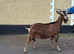 Registered English Doe for Sale