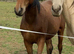 Youngsters to full grown