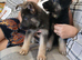 Stunning KC reg straight back German Shepherd pups